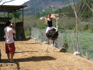 Вьетнам, парк Prenn. Катание на страусах (фото)