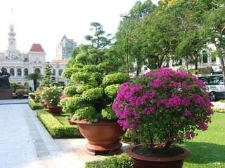 Вьетнам, Сайгон (Хошимин). Перед зданием горсовета находится небольшая, но очень красивая аллея из небольших деревьев и цветов (фото)