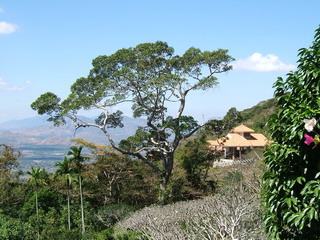 Вьетнам, Фантьет. Живописное дерево на склоне горы Таку (фото)